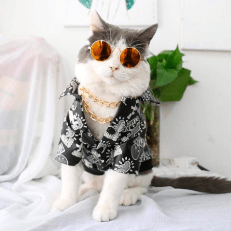 Lentes Para Mascotas - Gatos 8cm